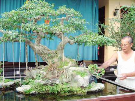 Bonsai, cay canh nghe thuat, cây cảnh nghệ thuật, cay the, cây thế, triển lãm bonsai, trien lam bonsai, triển lãm cây thế, trien lam cay the